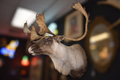 Close-up side profile of large Caribou taxidermy shoulder mount showing palmate antler detail and pale winter coat, warm gallery lighting