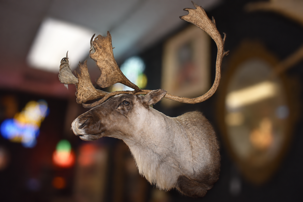 Close-up side profile of large Caribou taxidermy shoulder mount showing palmate antler detail and pale winter coat, warm gallery lighting
