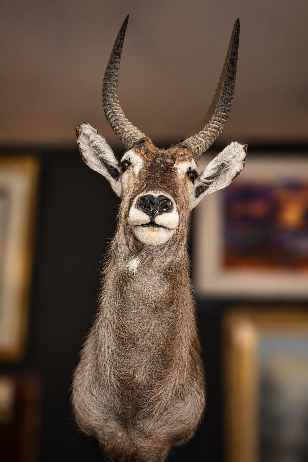 A taxidermy mount of a blackbuck antelope with long, twisted dark horns, brown and gray fur, and white markings around the muzzle, photographed indoors against a blurred background of framed wall art.