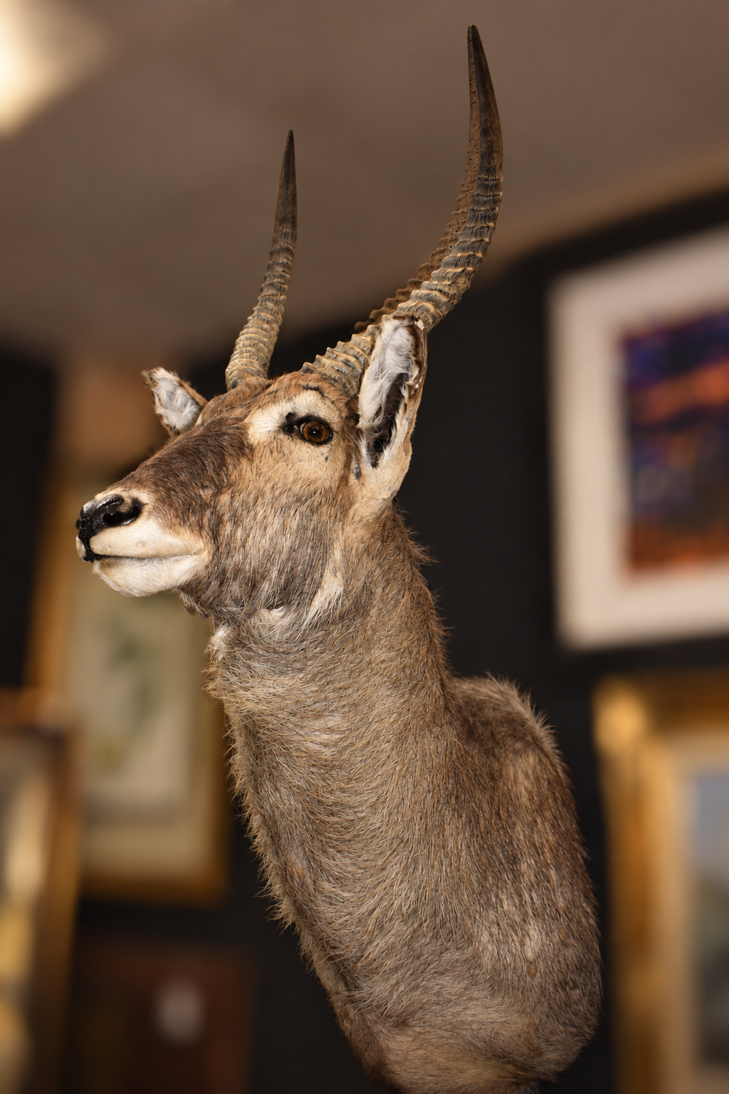 Large African Waterbuck Taxidermy Shoulder Mount