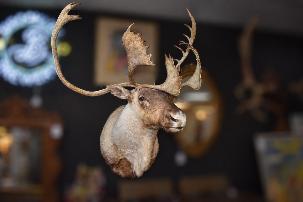 Large Caribou taxidermy shoulder mount with broad palmate antlers displayed in gallery setting, three-quarter view showing full antler spread