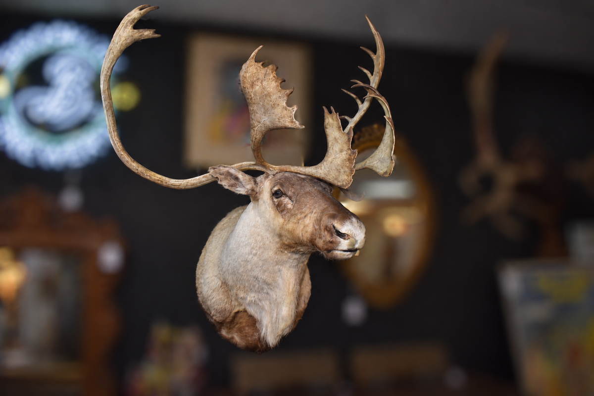 Large Caribou taxidermy shoulder mount with broad palmate antlers displayed in gallery setting, three-quarter view showing full antler spread