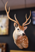 A taxidermy deer head mount with large antlers, shown against a dark indoor wall with blurred framed artwork in the background.