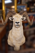 A taxidermy ram head mount with large curved brown horns and cream-colored fur, centered against a blurred indoor background.