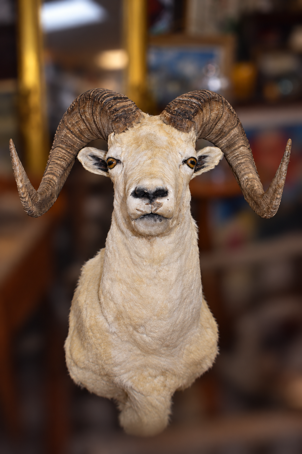 A taxidermy ram head mount with large curved brown horns and cream-colored fur, centered against a blurred indoor background.