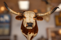 Large Texas Longhorn Bull Taxidermy Shoulder Mount
