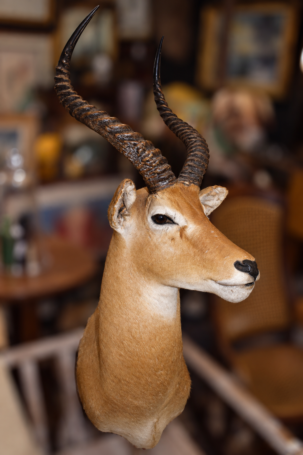 Antique African Impala Taxidermy Shoulder Mount  -side view