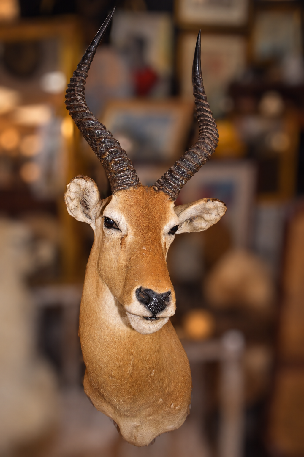 Antique African Impala Taxidermy Shoulder Mount - front view