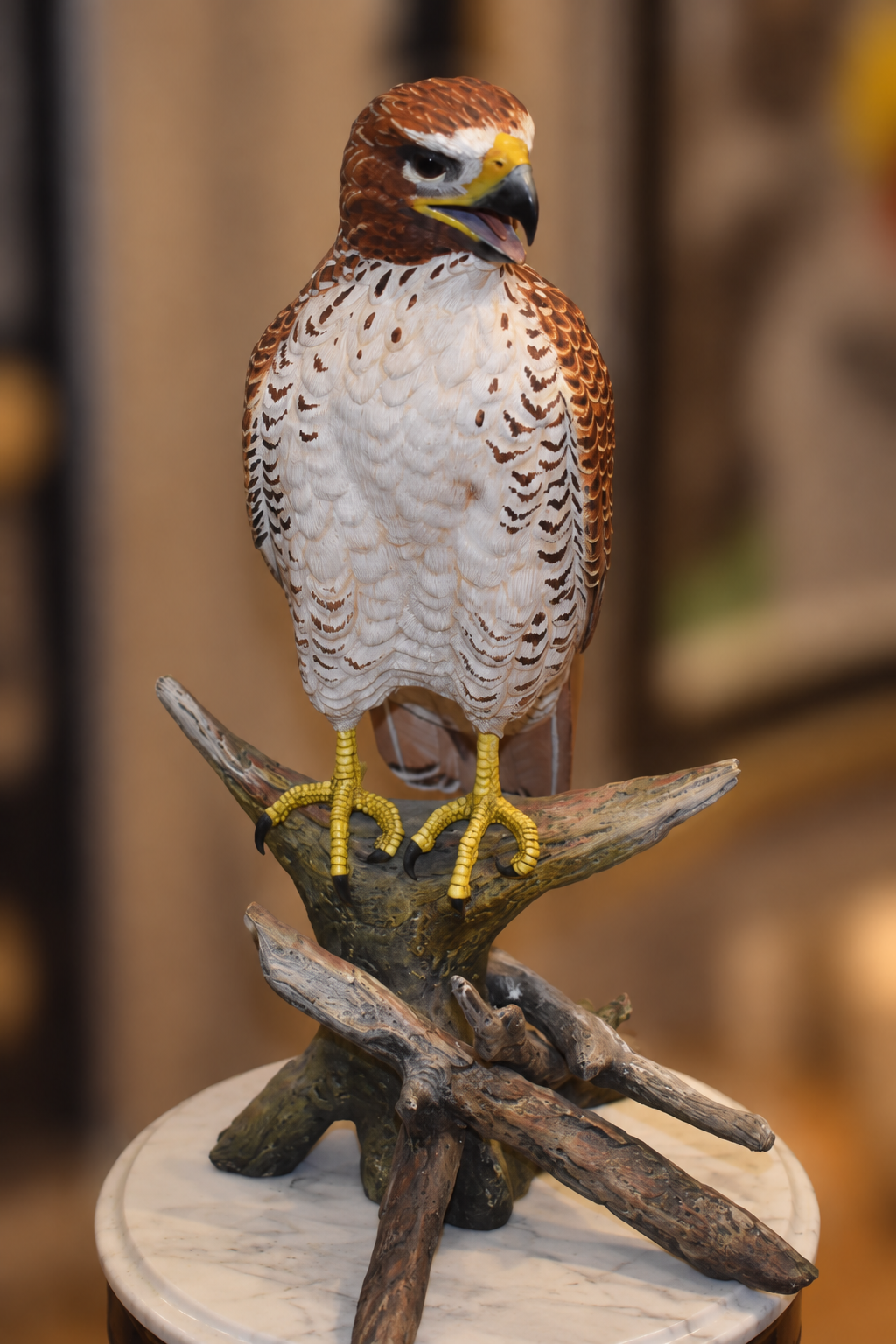 Red tailed hawk - front view